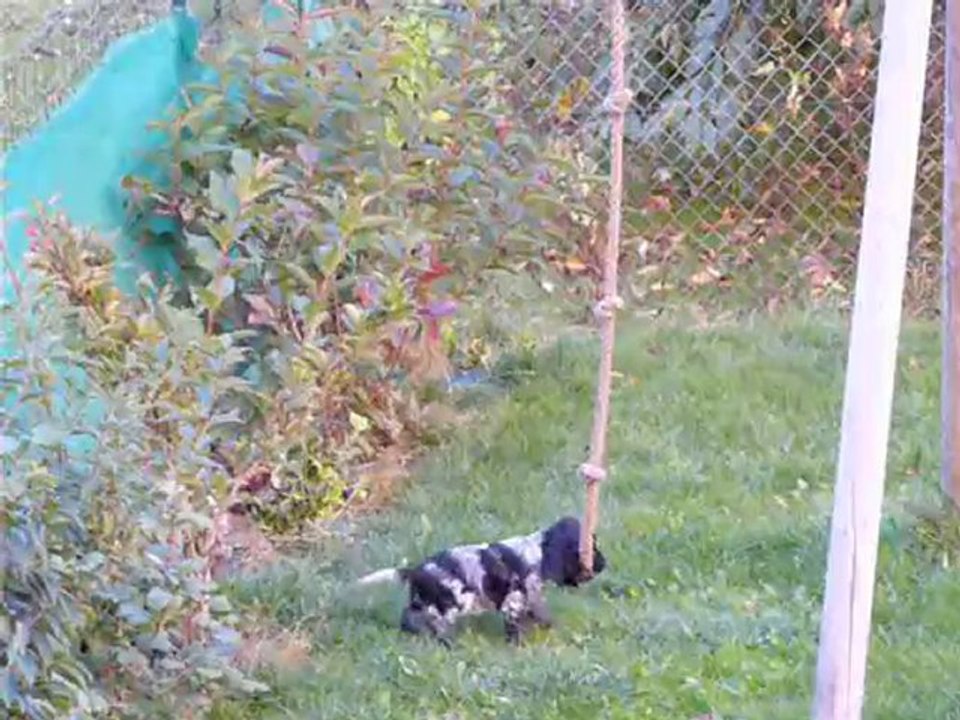 les chiots ont trouvé un nouveau jeu