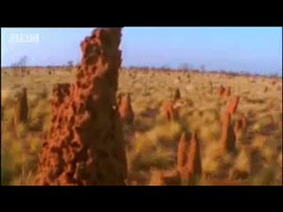 Dev kertenkelenin akrep avı