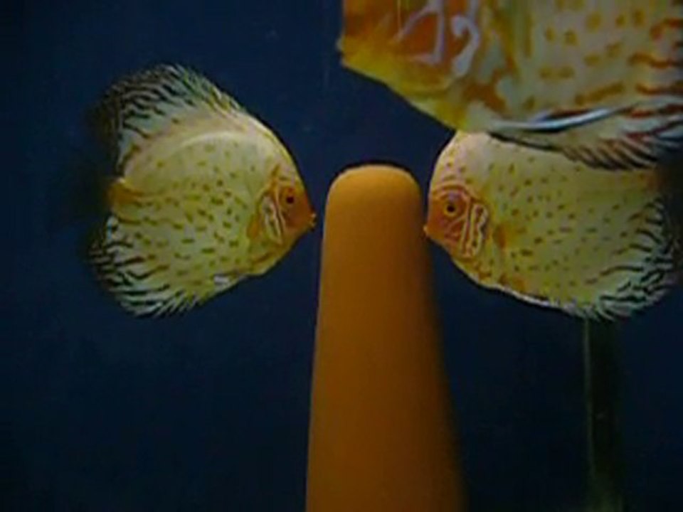 Discus Kurlaşma