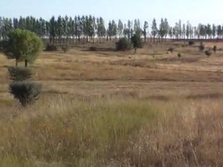 ing.pointer sera bıldırcın