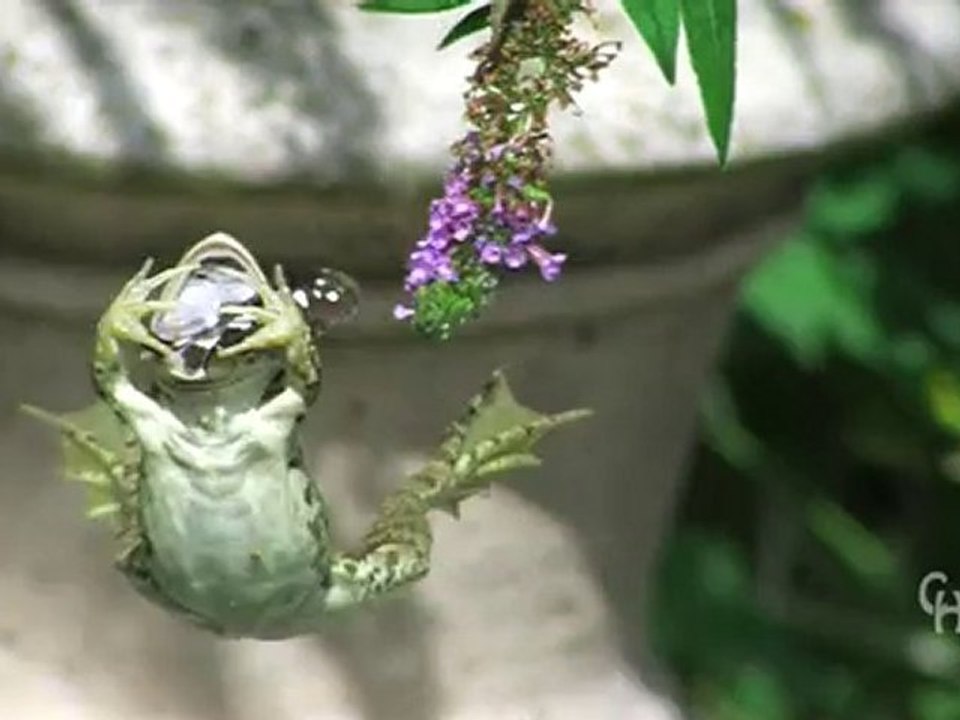 Quand les grenouilles attaquent