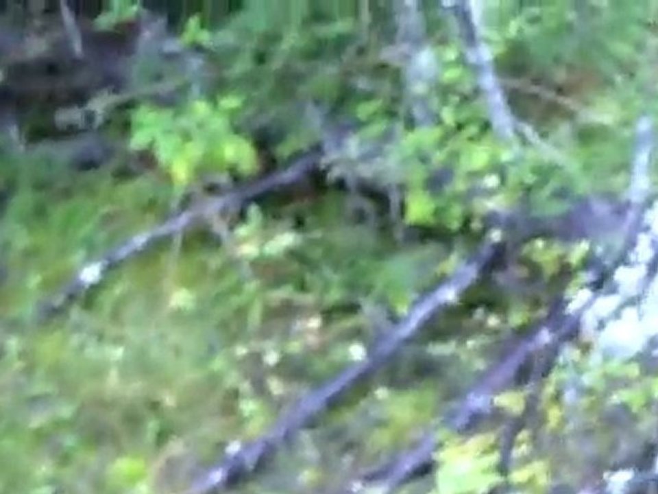 Rapproché & Lancé des Beagles du Ron de l'Apio