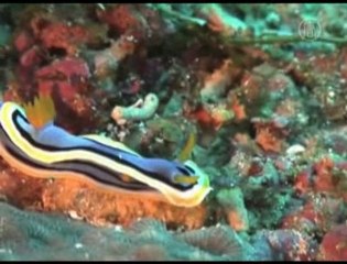 Ocean Life Census Discovers Thousands of New Species