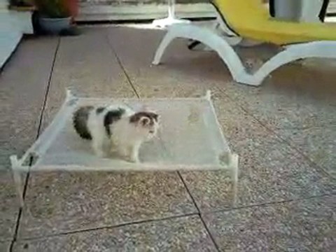 Chatons : bagares, jeux en folies !