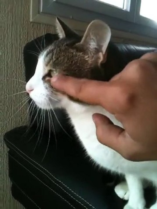 Hypnotique Cat