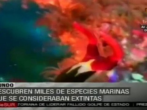 Descubren miles de especies marinas que se consideraban extintas