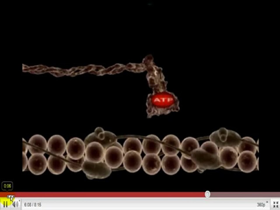 Musculo2 Fisiologia del Deporte cienciaydeporteorg