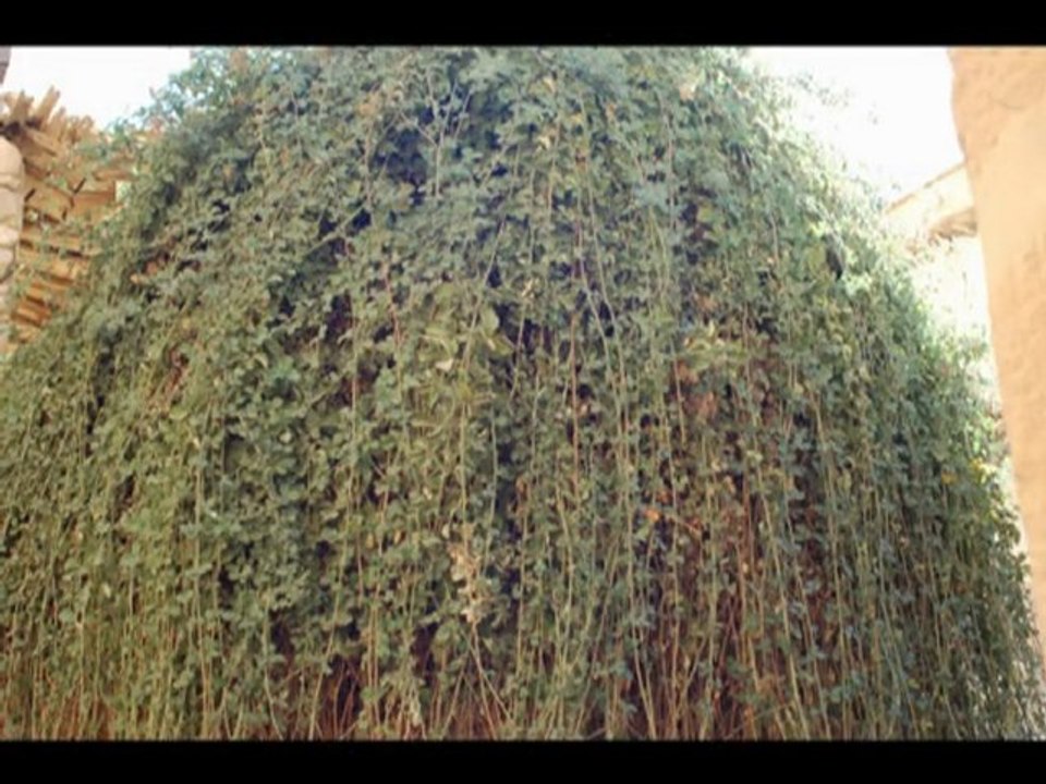 16122006_katherinenkloster