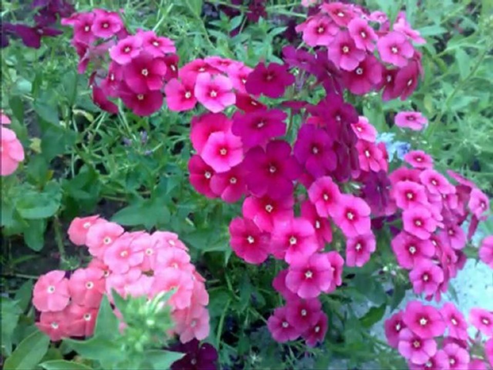 Özlem Özdil-Yürü be Haydar