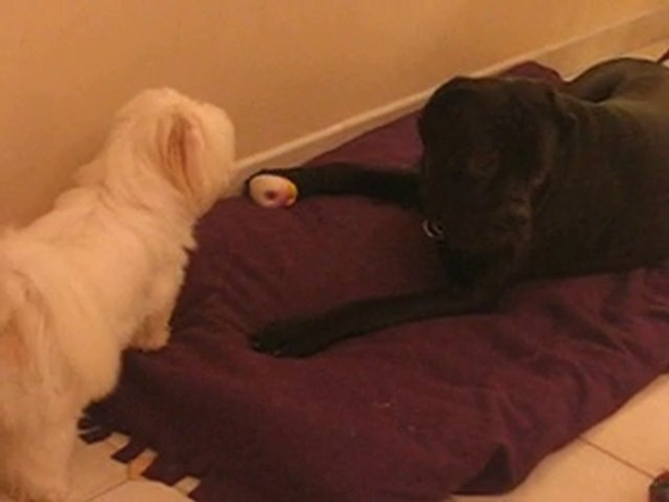 Cyrius cane corso et Vousca coton de tuléar