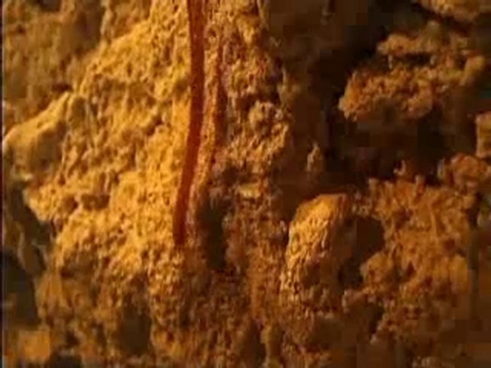 Creatures De La Grotte De Movile 4