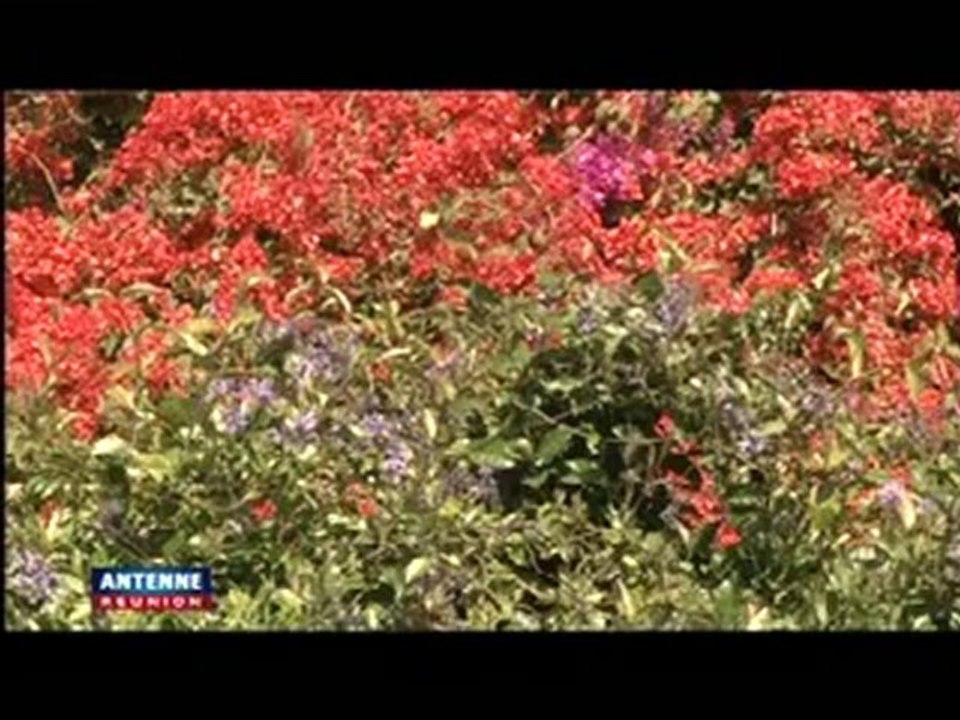 Les balades de Laura au Tampon (Ile de la Réunion)