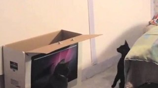 Gattino fa canestro con se stesso