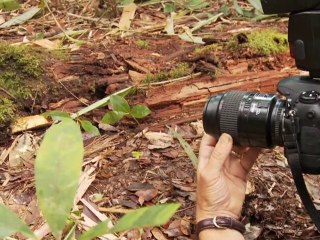 Scientists discover 200 new species in Papua New Guinea