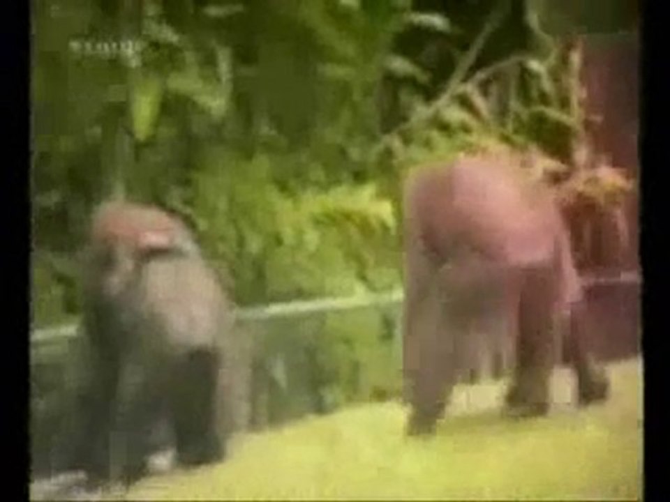 funny animals