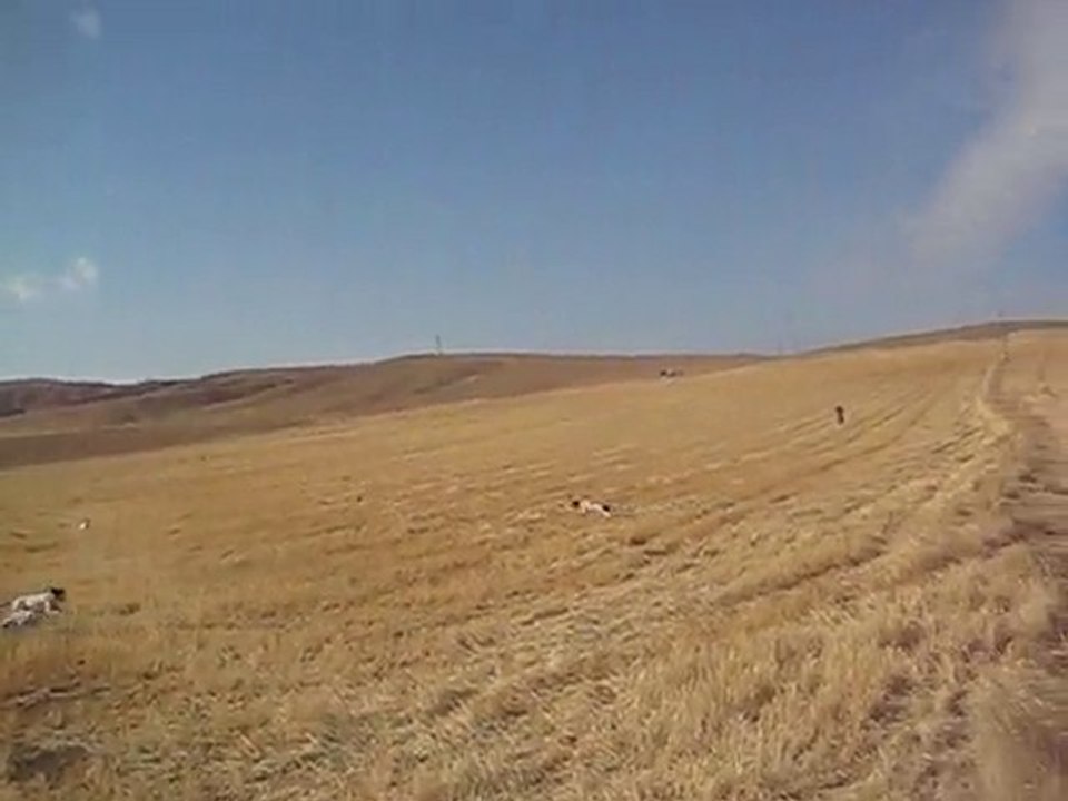 ingiliz pointer sera-jaryo