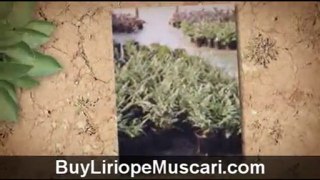 Buy Liriope Muscari