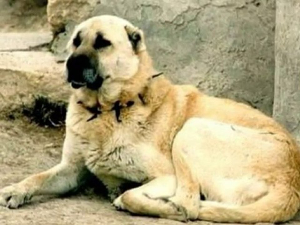 ABBAS TURAN-MUSTAFA'YA ÖĞÜTLER; "Bu da o"