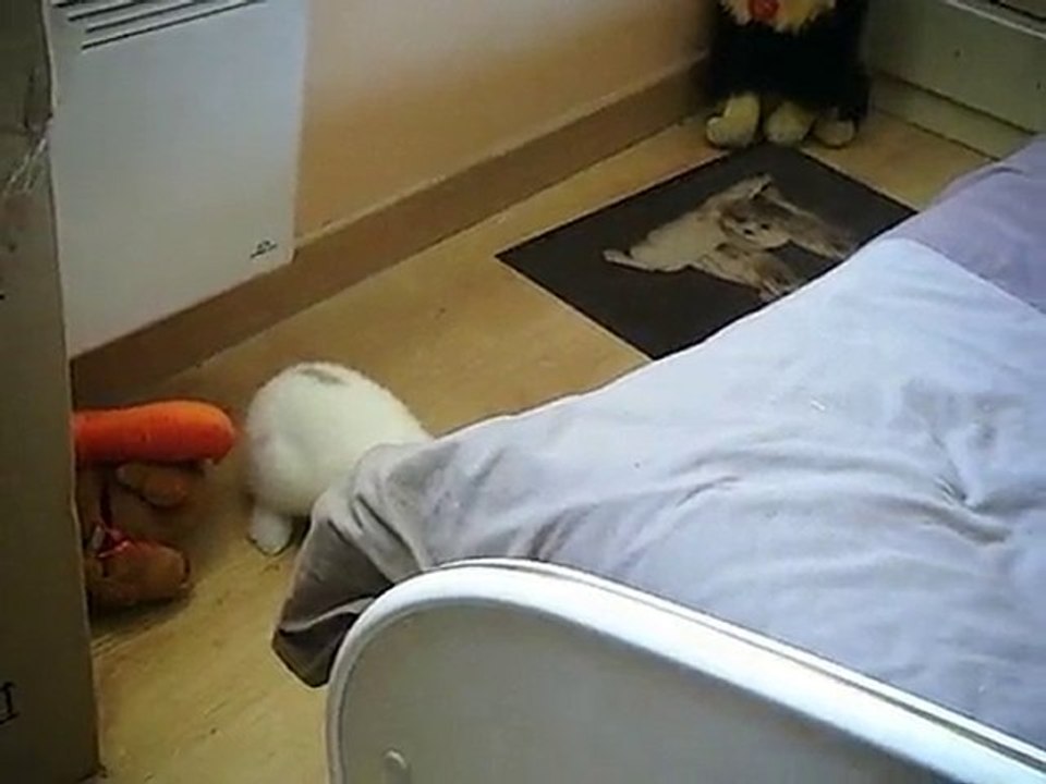 Caramel, mon lapin bélier nain