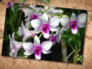 Orchid Growing Center