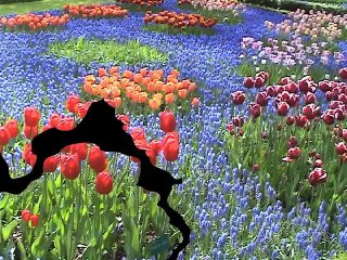 Introduction To "Tulips That Yodel" Video
