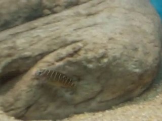 Kasakalawe yavrularım