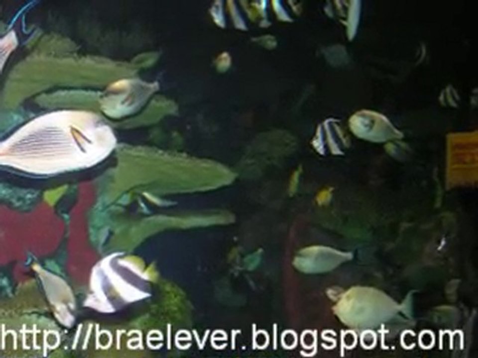 Bra Elever