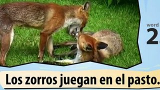 Learn Spanish with Video -- Wild Animals