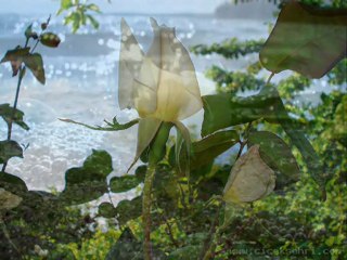 MURAT ODUNCU HATASIZ KUL OLMAZ HATTABOĞLU
