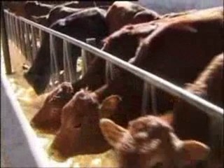 New Scientific Medical Discovery in Animal Slaughter 01