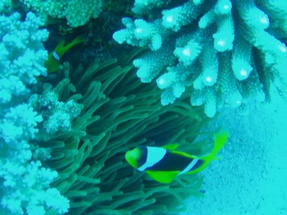 20122006_Sharm El Sheik