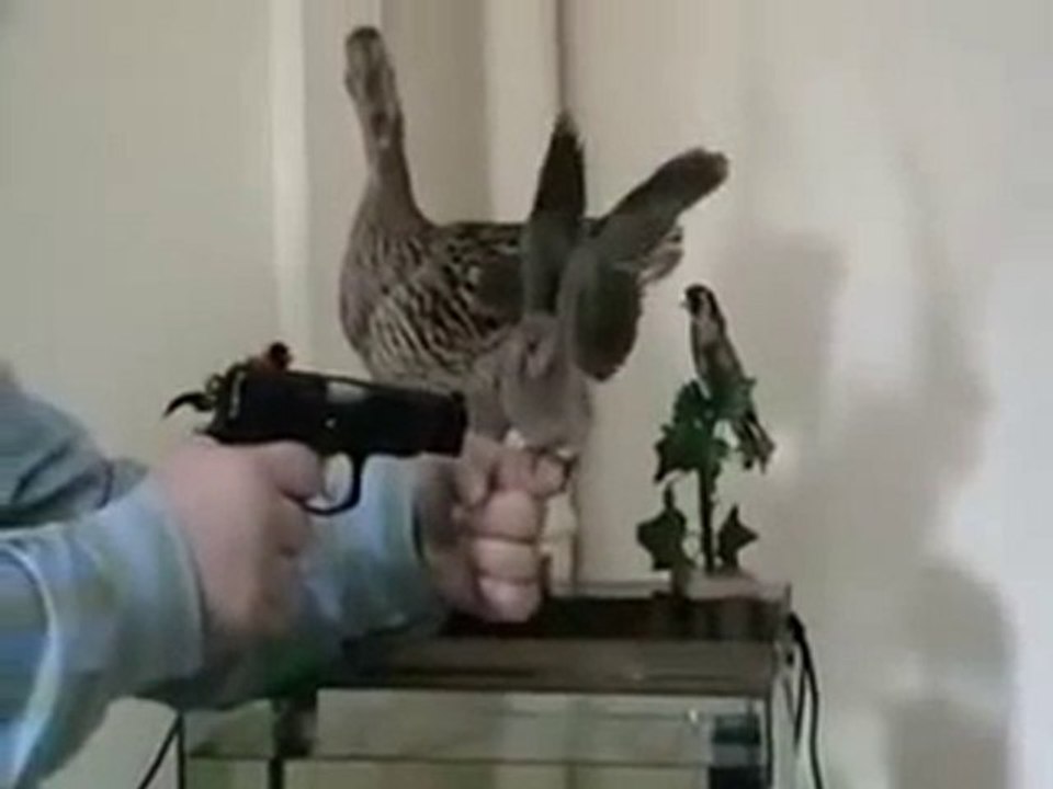 karadenizliler kuş eğitirse xD