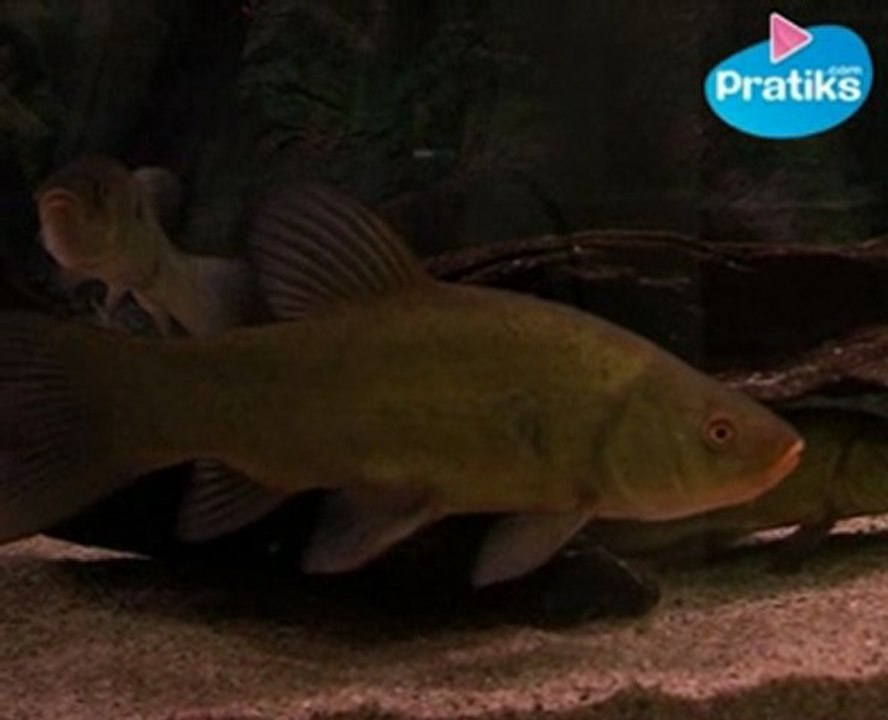 Comment reconnaître une tanche ?