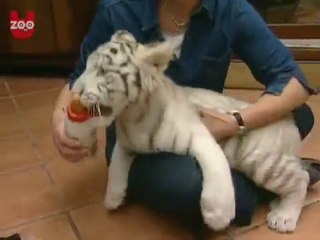 La colazione della piccola tigre bianca
