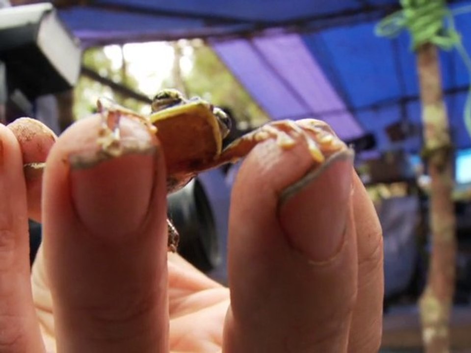 200 nouvelles espèces d'animaux en Papouasie-Nouvelle Guinée