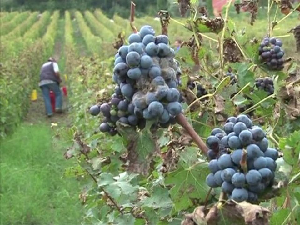 Le fengshui à l'honneur dans une vigne de Toscane