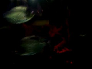 natteri doğal ortam 2