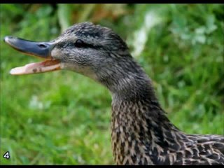 Mehmet YILMAZ Yeşil Ördek