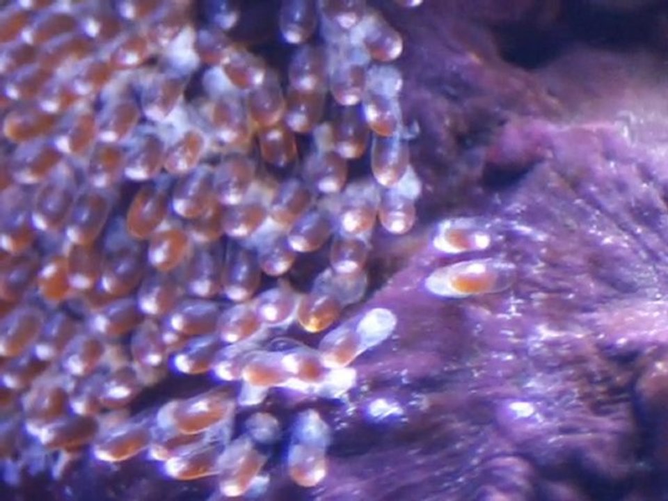 Amphiprion clarkii - Ponte