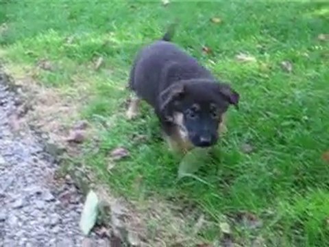 chiots uva et de ursus