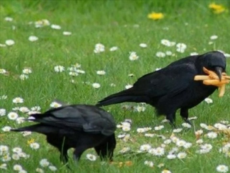 ABBAS TURAN - "KALMIŞ MUSTAFA"
