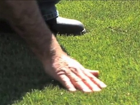 Lawn Supplies Norwood Top Turf SA