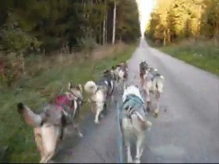entrainement chien de traineau