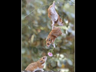 VAR GİBİ (güler duman) hayvanlar bile sevgiyi biliyor ama ?