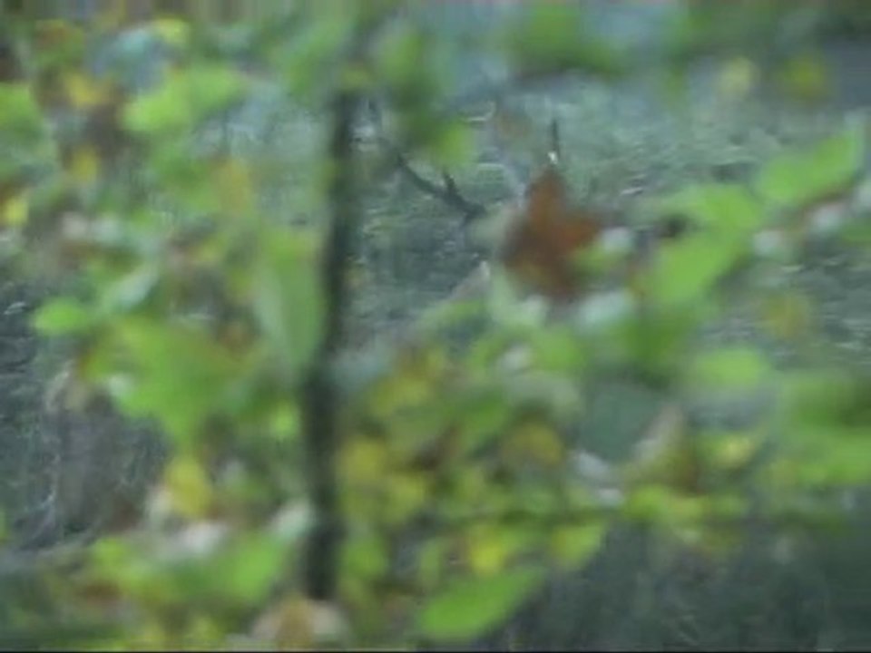 cerf 12 cors fin du brame 2010