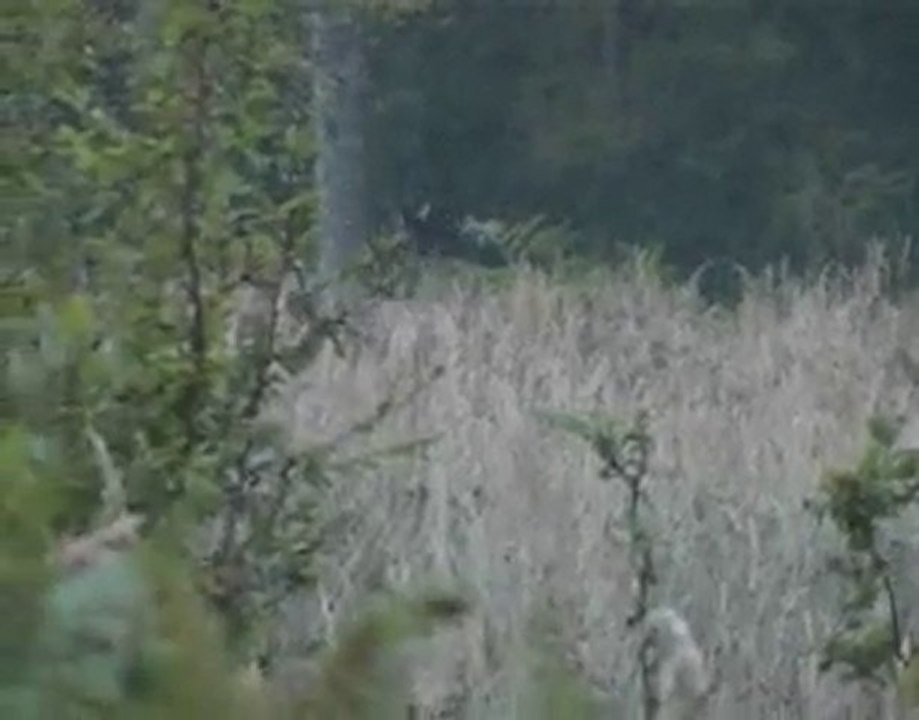 2010 14 cors traverse sa place de brame