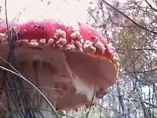 BBC LIFE Utrechtse Heuvelrug cameratest panasonic sdr s50