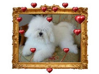 Désiré le bichon frisé