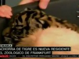 Nace cachorra de tigre de Sumatra en zoológico de Frankfurt