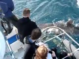Great White Shark cage diving in Hermanus
